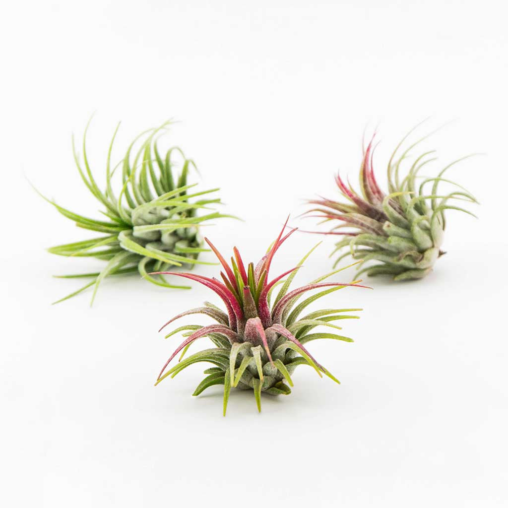 All Air Plants