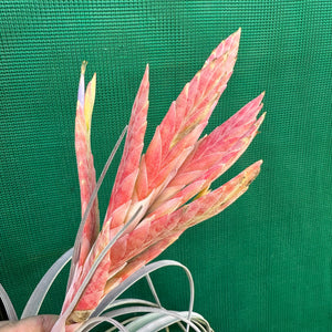 Tillandsia - zacapanensis ex. PT NEW