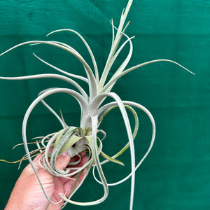 Tillandsia - chiletensis ‘Green Bract’ ex. PT NEW