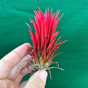 Tillandsia - ionantha 'Two Tone' ex. RFI NEW