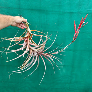 Tillandsia - buchlohii ex. PT NEW