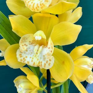 Orchid - Cymbidium ‘Tracet Reddaway Sungold’ NEW