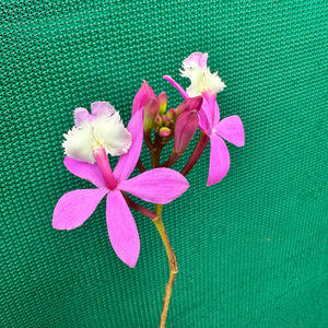 Epidendrum ‘Hybrid Pink’