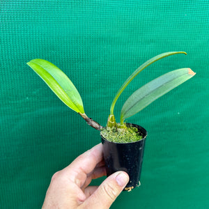 Orchid - Bulbophyllum wendlandianum NEW