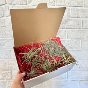 Air Plant Gift Box