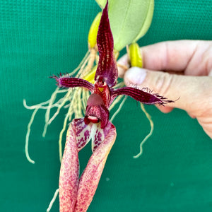 Orchid - Bulbophyllum fascinator NEW