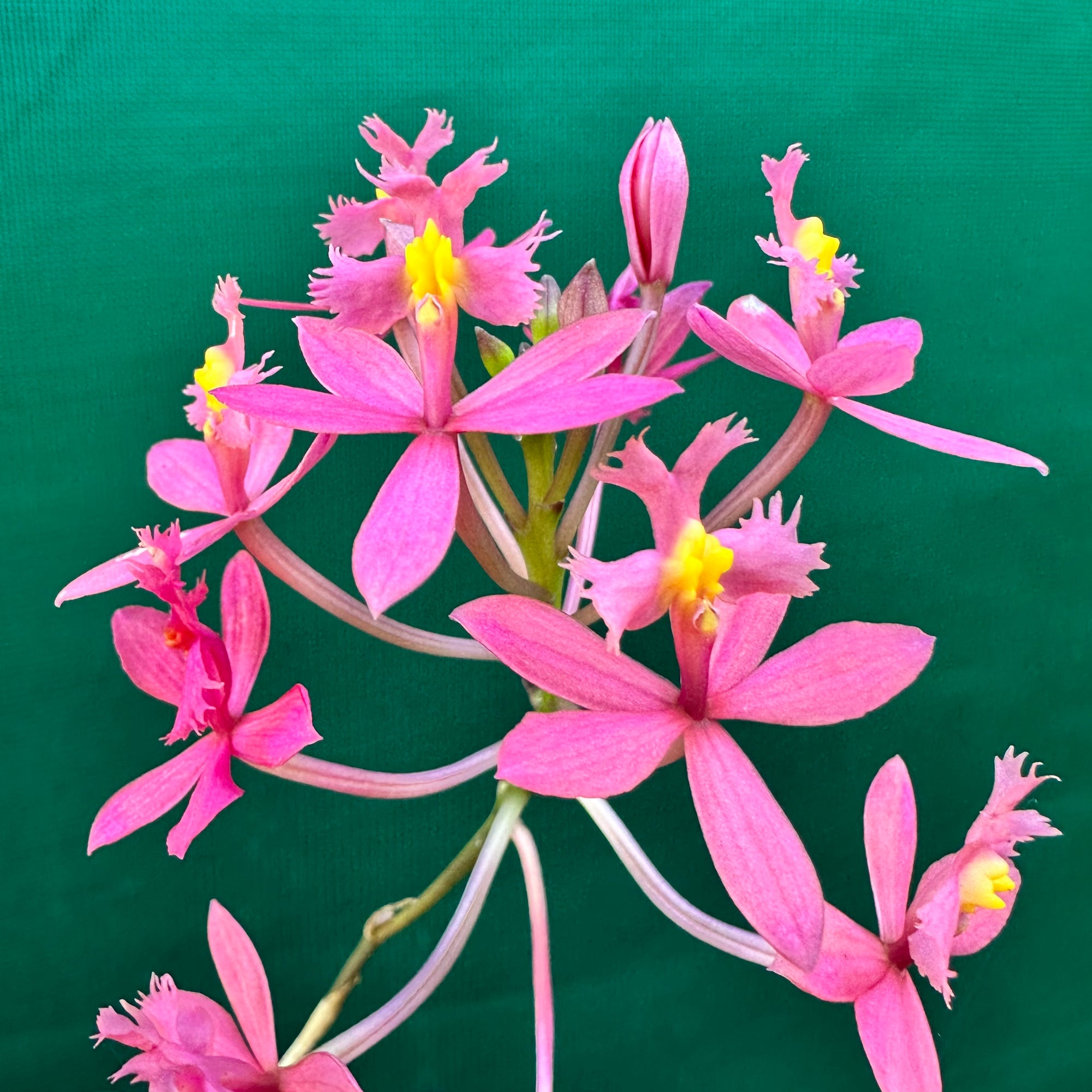 Epidendrum radicans ‘Dark Pink’