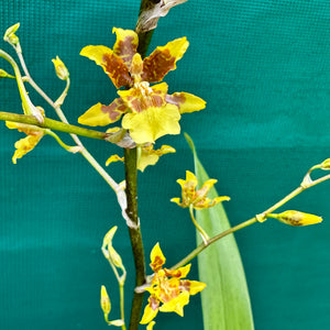 Orchid - Oncidium ‘Dancing Lady’ NEW