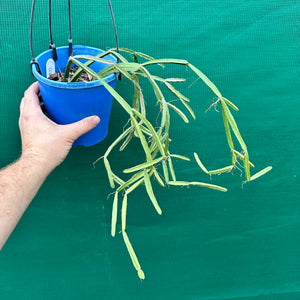 Rhipsalis cereoides - R12