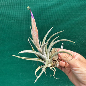 Tillandsia - klausii ex. BD NEW