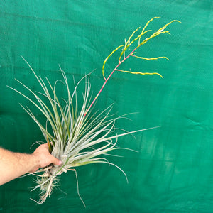 Tillandsia - Chalky White ex. CL NEW