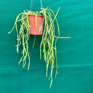 Rhipsalis micrantha - R46