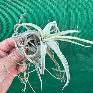 Tillandsia - bermejoensis