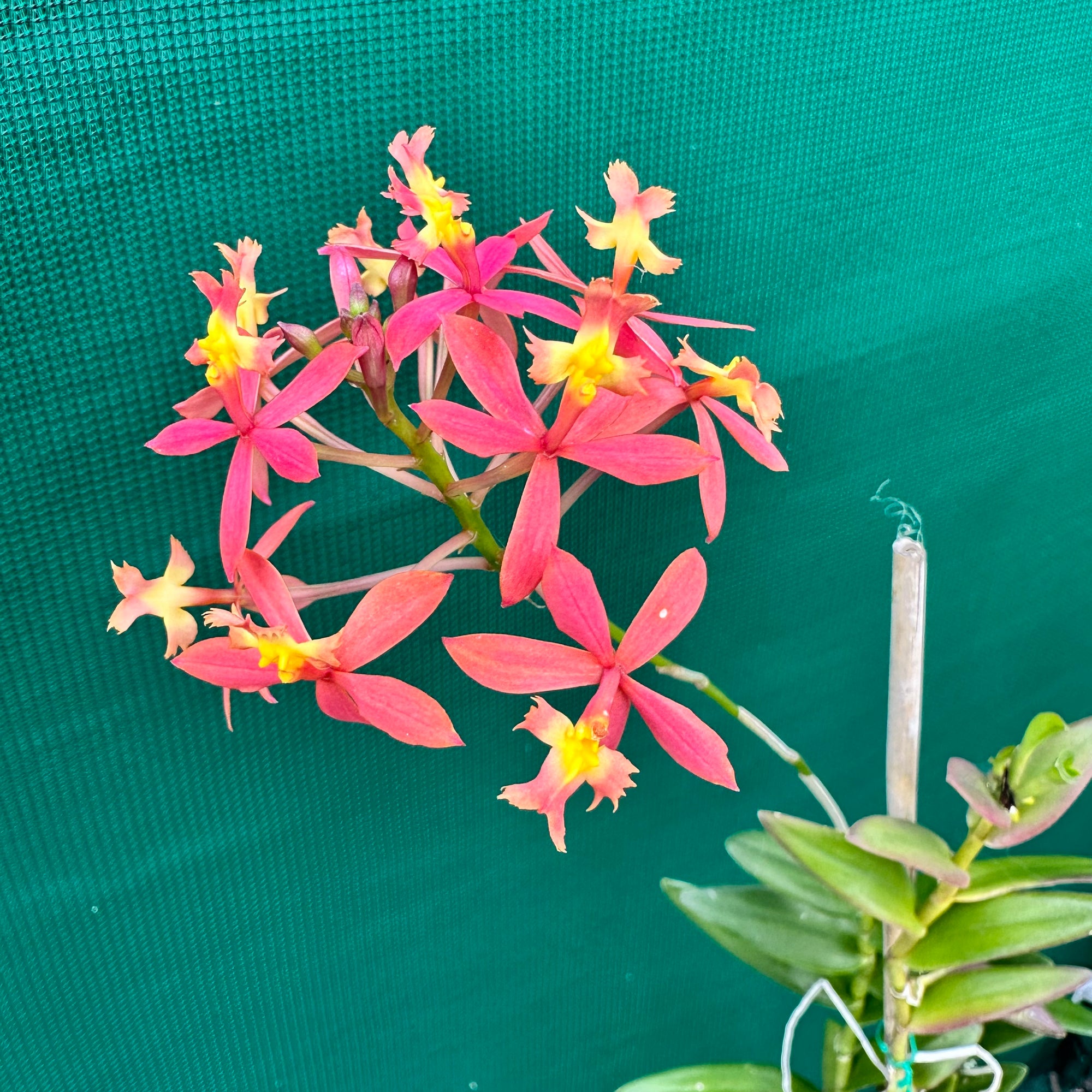 Epidendrum ‘Elizabeth II’