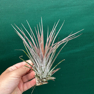 Tillandsia - Curra ex. BD NEW