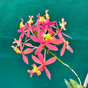 Epidendrum ‘Elizabeth II’