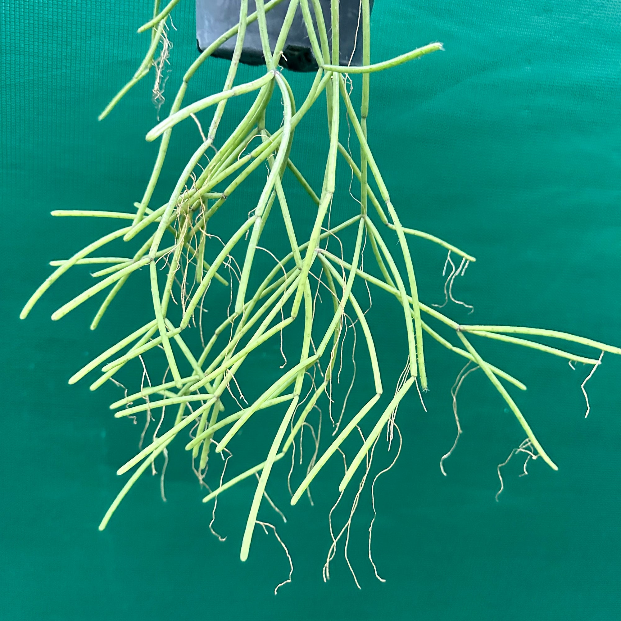 Rhipsalis baccifera f. Cassutha - R18