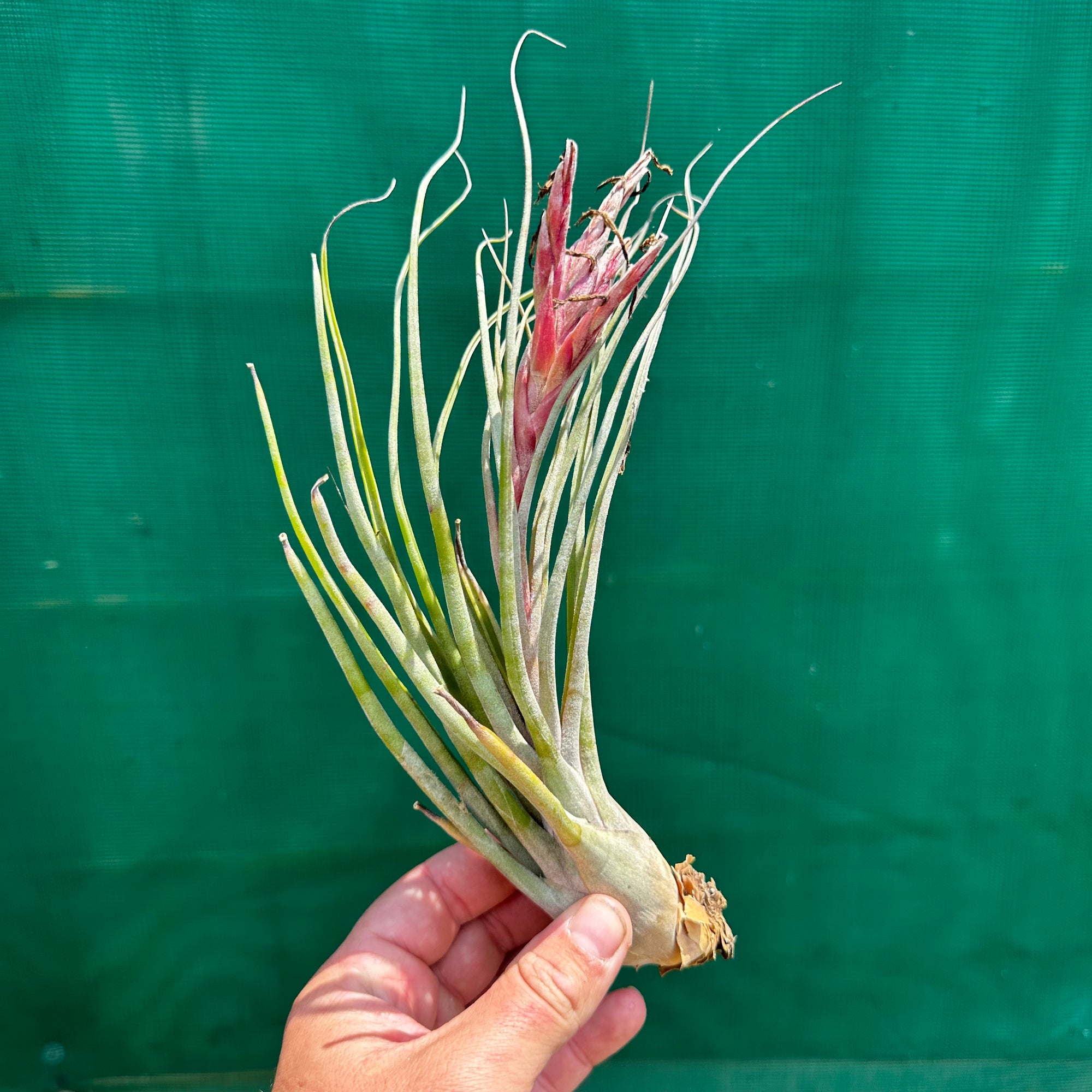 Tillandsia - Veteran x bulbosa ‘Belize’ ex. GS NEW