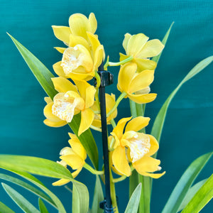 Orchid - Cymbidium ‘Tracet Reddaway Sungold’ NEW