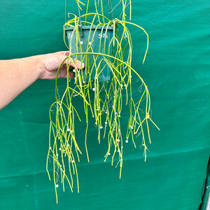 Rhipsalis baccifera - R34