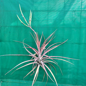 Tillandsia - novakii ex. PT