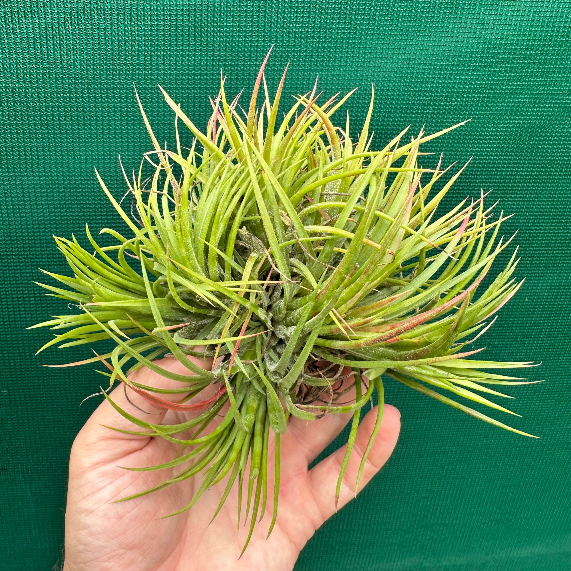 Tillandsia - ionantha 'Large Form Mullers' ex. JO