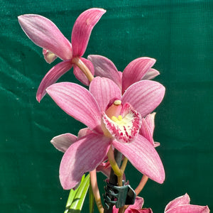 Orchid - Cymbidium ‘Paddy Green’ NEW