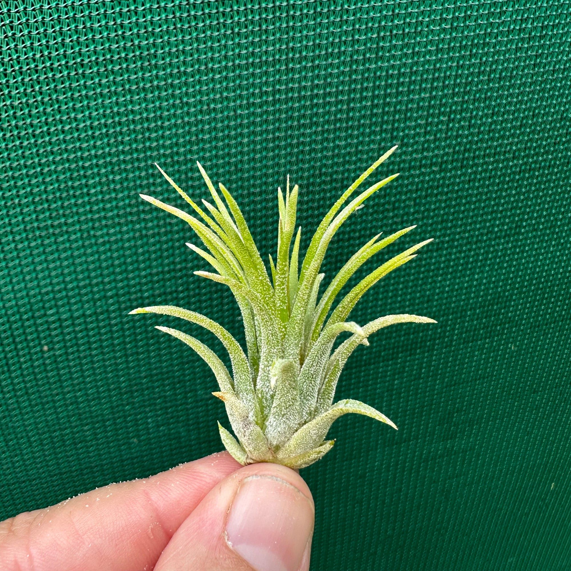 Tillandsia - ionantha 'Fuego'