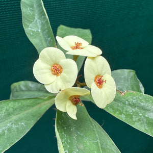 Poysean - Euphorbia milii P125 NEW