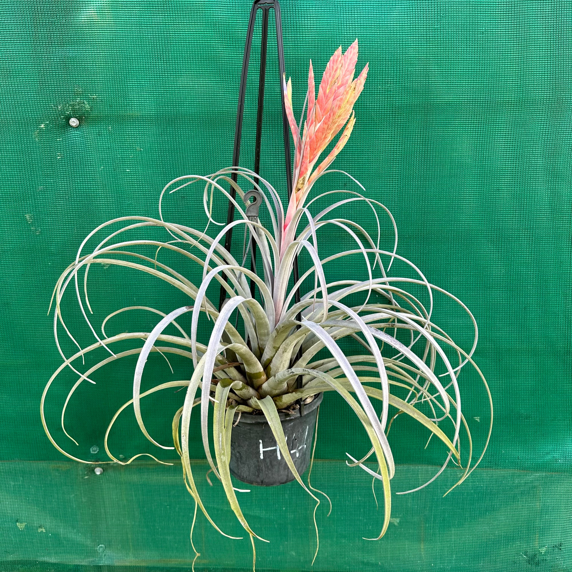 Tillandsia - zacapanensis ex. PT NEW