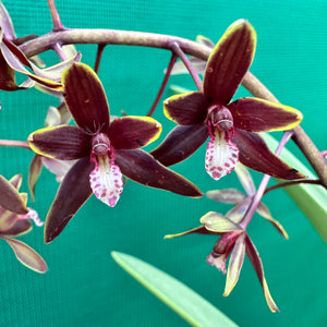 Orchid - Cymbidium canaliculatum f. sparkesii