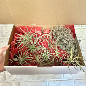 Air Plant Gift Box