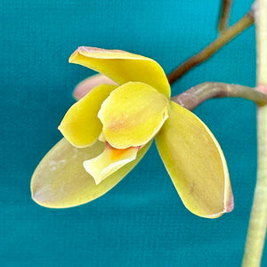 Orchid - Cymbidium madidum NEW