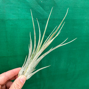 Tillandsia - caput-medusae x weberi ? (Nat. Hybrid) ex. LK NEW