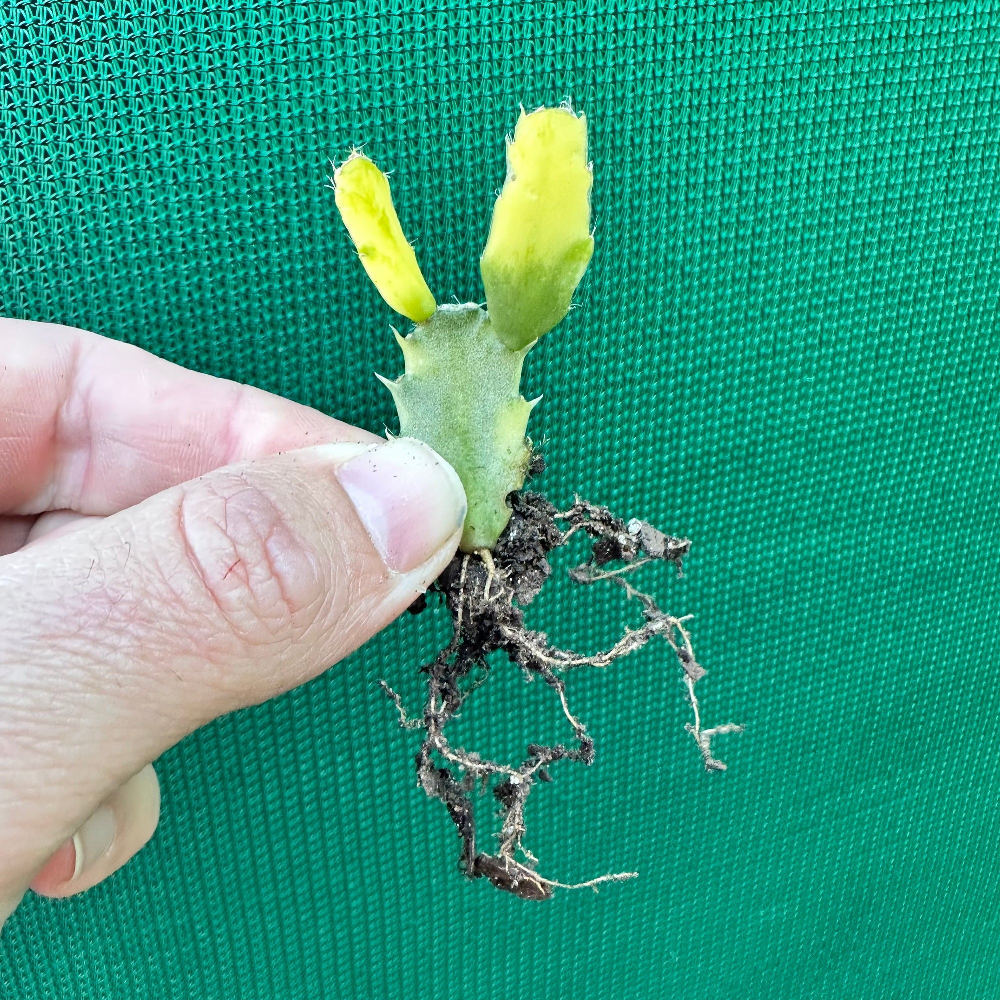 Zygocactus Variegated