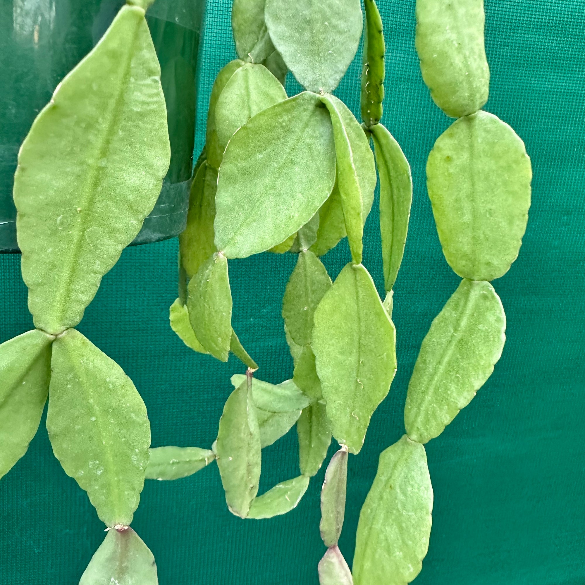 Rhipsalis elliptica - R3