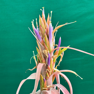 Tillandsia - Betty