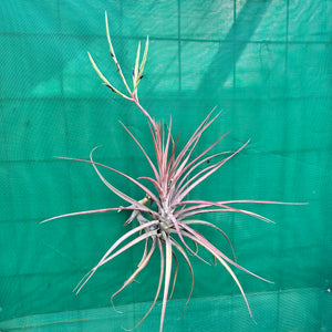 Tillandsia - novakii ex. PT