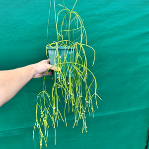 Rhipsalis baccifera - R34