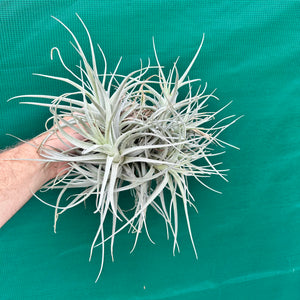 Tillandsia - leonamiana BFPB ex. PT NEW