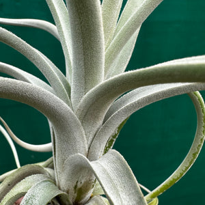 Tillandsia - chiletensis ‘Green Bract’ ex. PT NEW