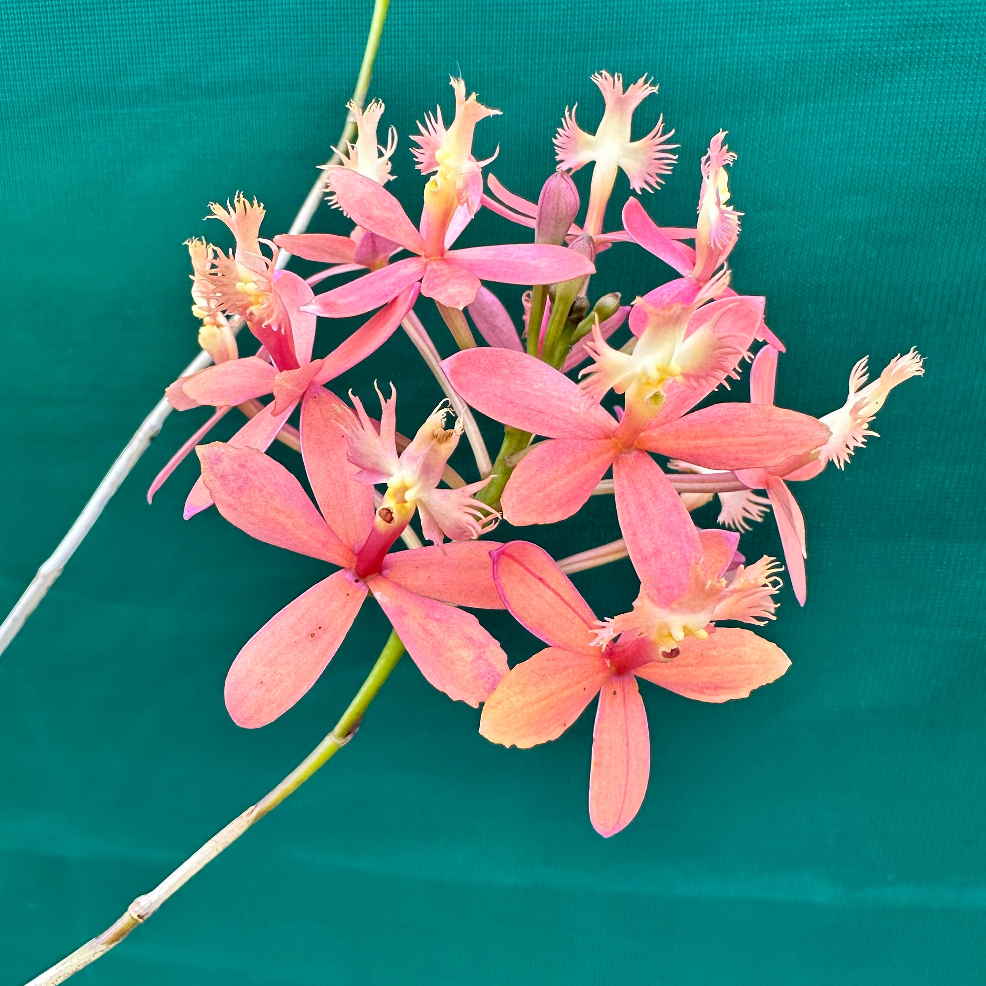 Epidendrum ‘Joseph Glow Hilpos’ NEW