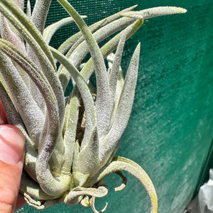 Tillandsia - klausii ex. BD NEW