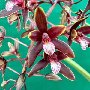 Orchid - Cymbidium canaliculatum f. sparkesii