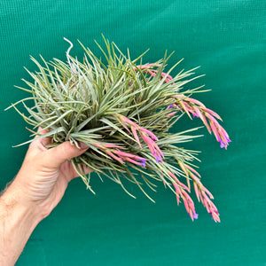 Tillandsia - tenuifolia Hybrid ex. RFI NEW