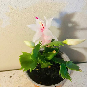 Zygocactus Cecilie