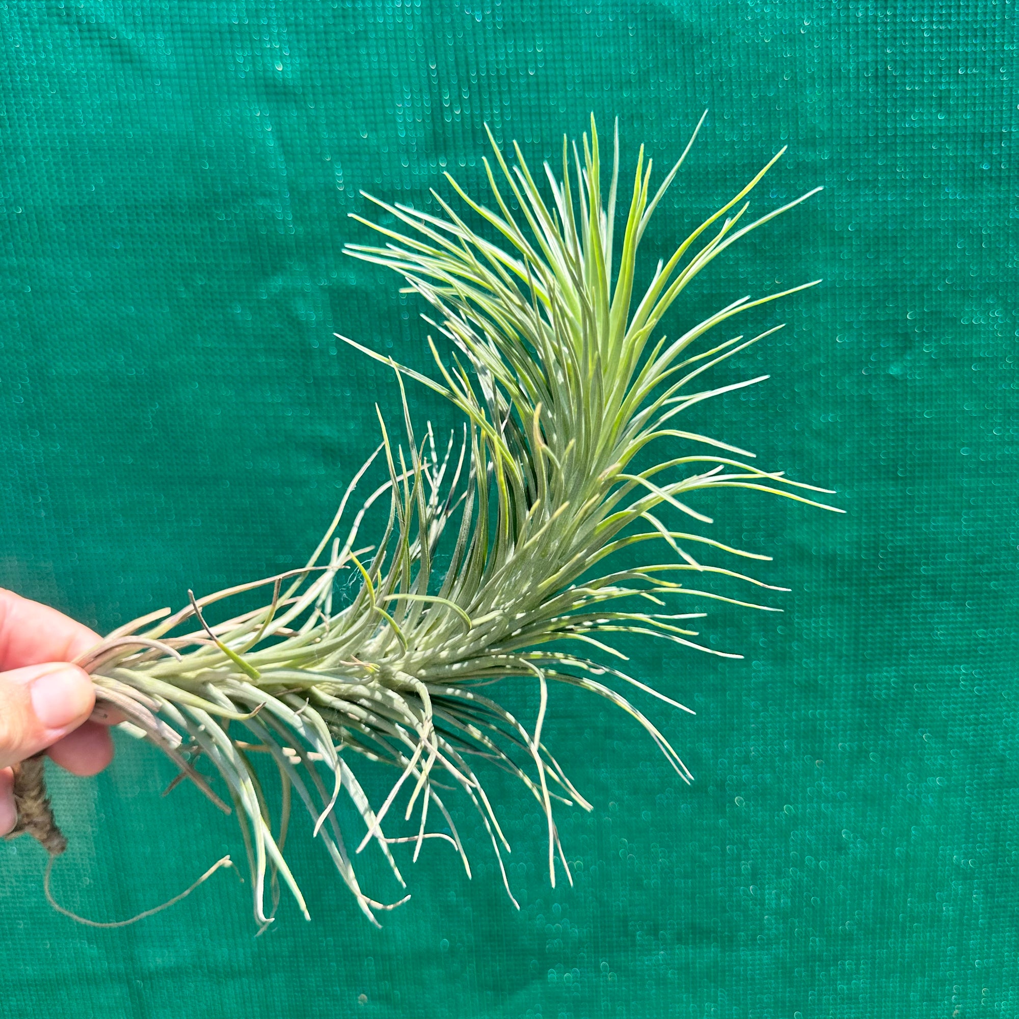 Tillandsia - tenuifolia ‘Valhalla S. Africa’ ex. PT NEW