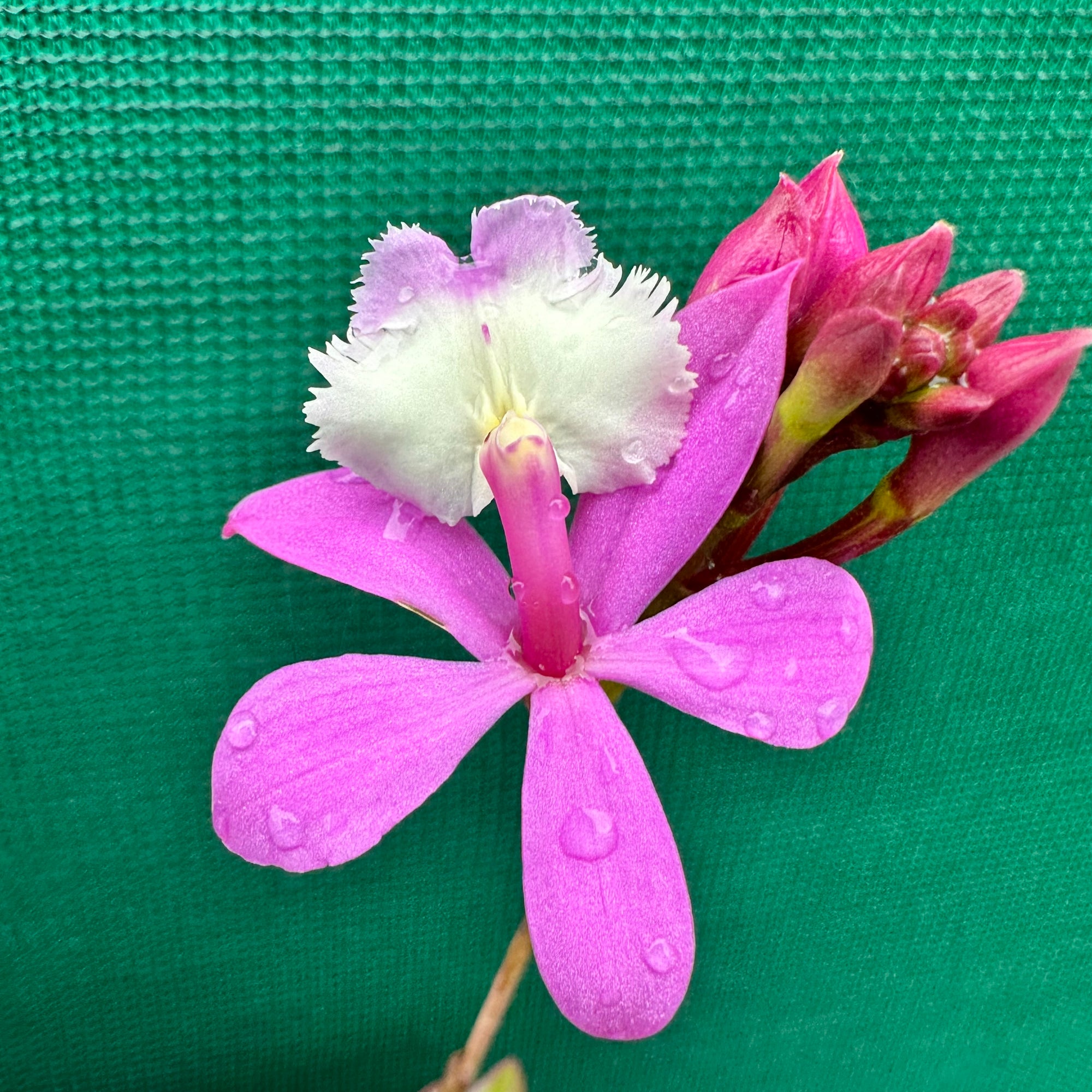 Epidendrum ‘Hybrid Pink’