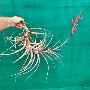 Tillandsia - buchlohii ex. PT NEW