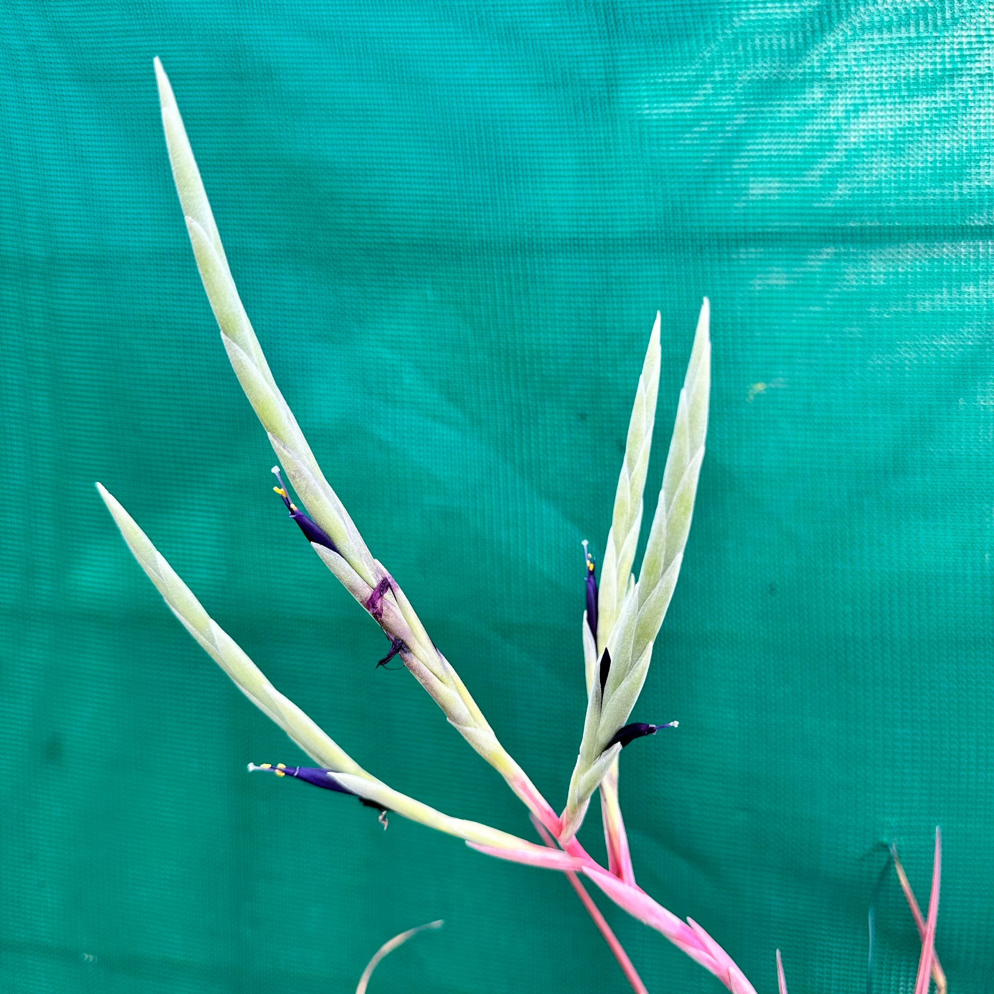 Tillandsia - novakii ex. PT